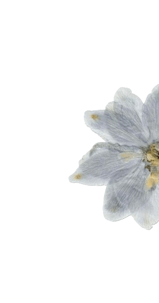 Цветок сбоку