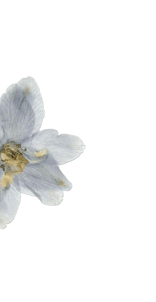 Цветок сбоку